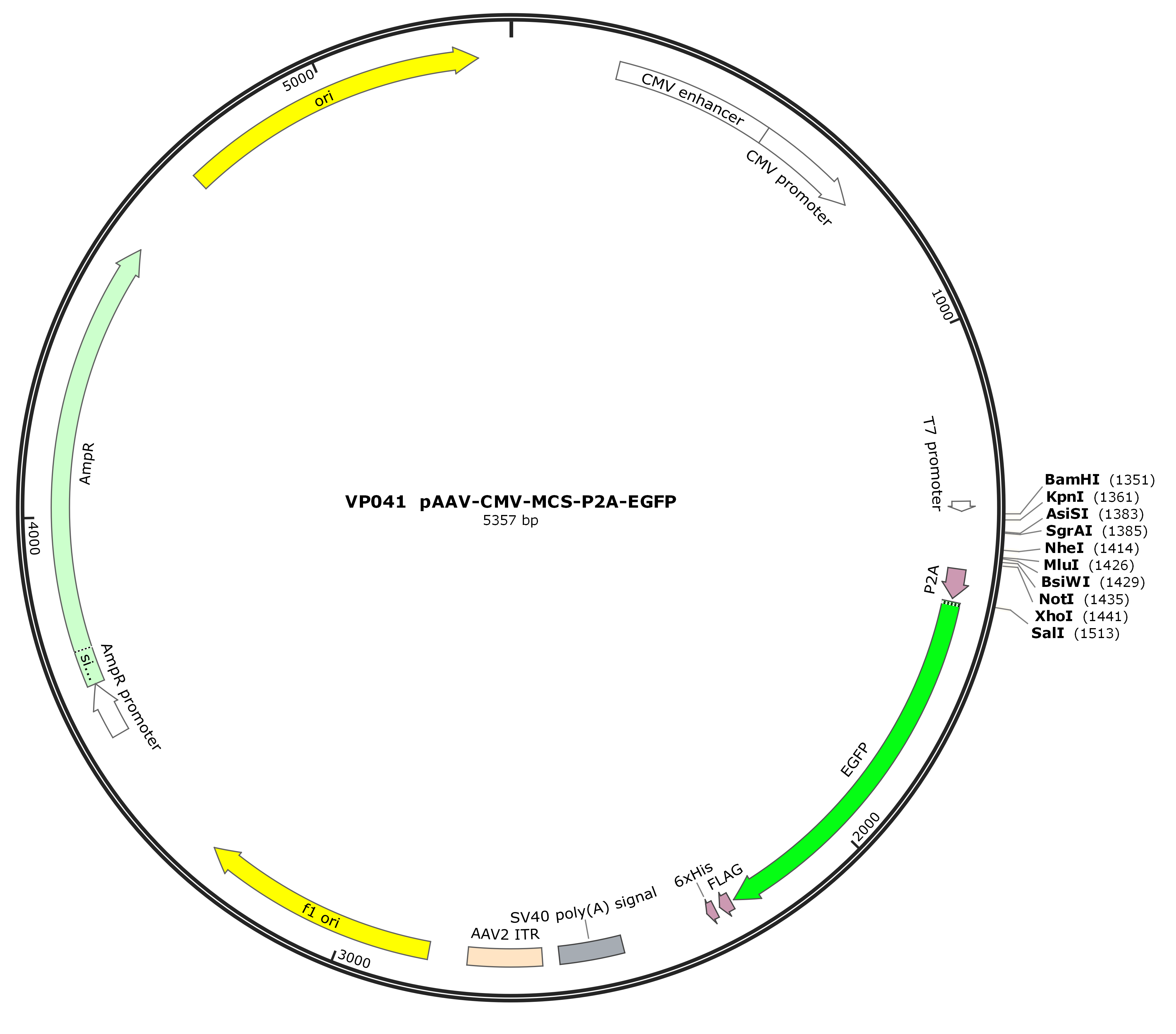 pAAV-CMV-MCS-P2A-EGFP